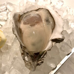 KAZAN - 室津産の生牡蠣。キャッツアイオイスター。