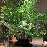 吉祥 吉祥寺店 - 