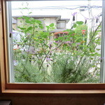 タヴェルナ パッキア - 店内から外を眺めて。。。