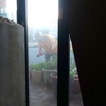 Spice&Dining KALA - ミント採取中～～
      なんかハワイのナイスガイに見えてきますね(笑)