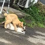 創業二百三十年食堂 - 