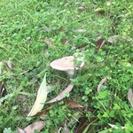 森のレストラン　ころむす - 