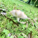 森のレストラン　ころむす - 