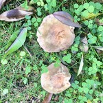 森のレストラン　ころむす - 