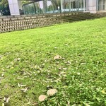 森のレストラン　ころむす - 