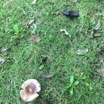 森のレストラン　ころむす - 