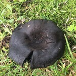 森のレストラン　ころむす - 