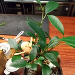 ガリネット - こんな所にもいる