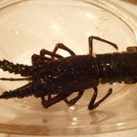 トラットリア・アルベロ - 本日の素材　千葉勝浦活き伊勢海老