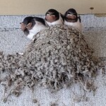 中華そば麦右衛門 - 