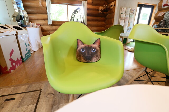 ねこらぼ 三河安城 その他 食べログ ねこらぼ 三河安城 その他 食べログ