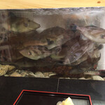 あかめ寿司 - 水槽にカワハギが一杯