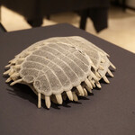 プレゼンテ スギ - 