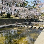 名次珈琲店 - 散った桜でピンクに染まった夙川♫