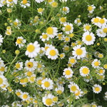 Musai An Ikeda - Karuisawa Salad Farm – Chamomile