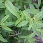 Musai An Ikeda - Karuisawa Salad Farm – Lemon Verbena