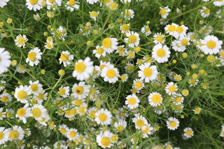 Musai An Ikeda - Karuisawa Salad Farm – Chamomile
