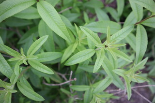 Musai An Ikeda - Karuisawa Salad Farm – Lemon Verbena
