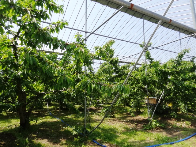 神町りんご研究所 - 神町（その他）の写真