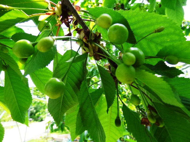 神町りんご研究所 - 神町（その他）の写真