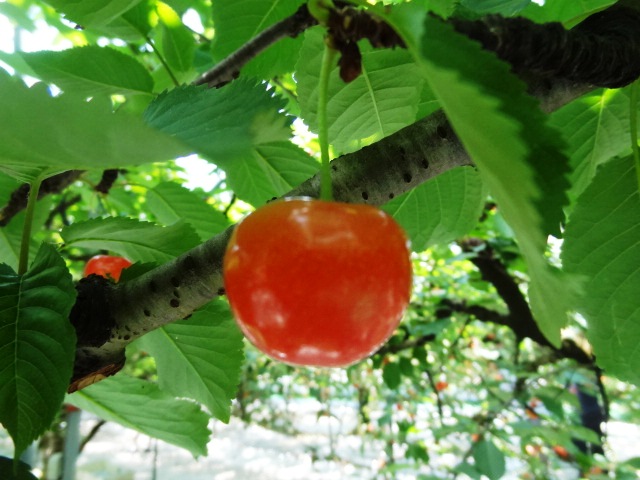 神町りんご研究所 - 神町（その他）の写真