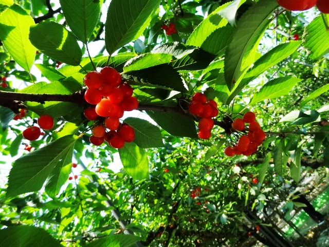 神町りんご研究所 - 神町（その他）の写真