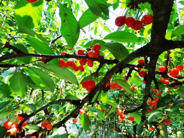 神町りんご研究所 - 神町（その他）の写真