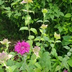 ノースポール - 綺麗なガーデン