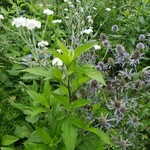 ノースポール - 名前が…わからない～～