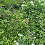 ノースポール - 紫陽花が綺麗でした