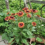 ノースポール - 百日草…かな('_'?)