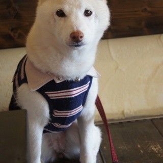 シバキチカフェ_2