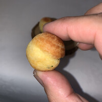 シェ・コーベ -  サワークリームとアンチョビのシュ