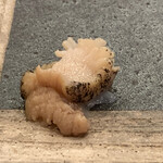 寿し ひでたか - つぶ貝