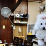 釜山 - 可愛いいワンちゃんがお出迎え