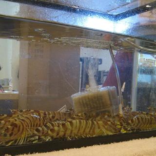 活き魚回転寿司 魚鮮_2