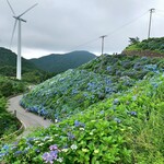 Kouraku Zushi - 風車と紫陽花3万本　さすがでした☆