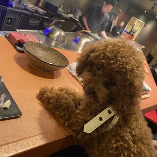 京都 鉄板焼 Grow グロウ 京都河原町 鉄板焼き ネット予約可 食べログ 京都 鉄板焼 Grow グロウ 京都河原町 鉄板焼き ネット予約可 食べログ
