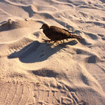 Tommy Bahama Restaurant, Bar & Store - 