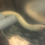 鰻はし本 - 池神様