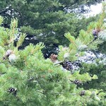 ​冬のRK GARDEN - お店向かい側に緑色の松ぼっくり