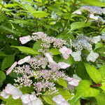 ブランジェ浅野屋 - 儚げな額紫陽花