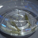 プレゼンテ スギ - 利根川の海老