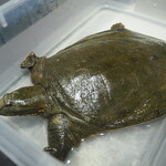 プレゼンテ スギ - スッポンちゃん