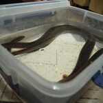 プレゼンテ スギ - うなぎちゃん