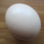 133238473 - ダチョウの卵
