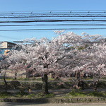 Hakusuien - 二階のお座敷からは、桜の時期　桜の海が鑑賞出来ます。