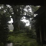 欅苑 - 部屋から望む大欅