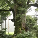 欅苑 - 樹齢 約1500年の大欅