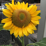 自慢亭 - 自宅で咲きました。
      この種を来年は、自慢亭の駐車場に撒いてやります( ^ω^ )